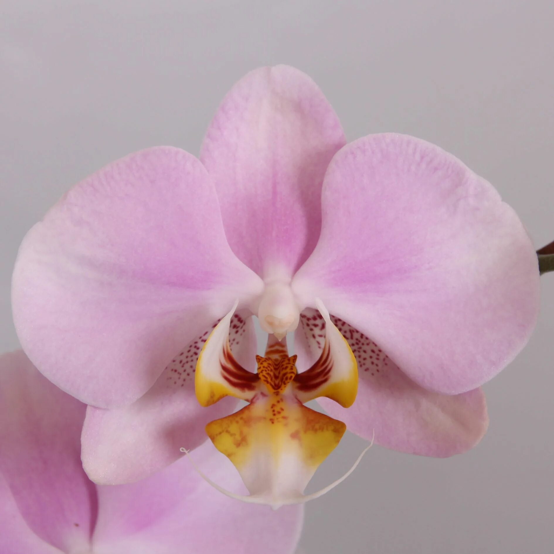 Rotterdam фаленопсис орхидея фото и описание ColorZ - Daydreamer Orchid photo, Beautiful flowers, Orchid flower