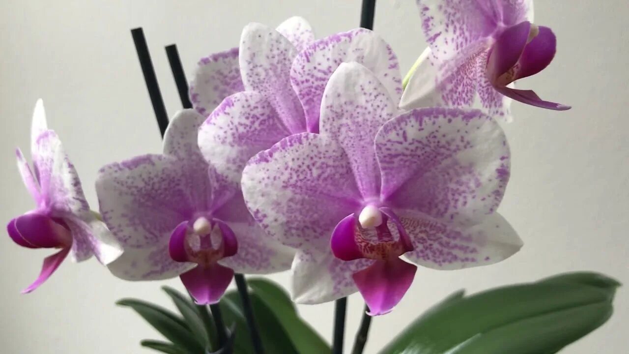 Rotterdam фаленопсис орхидея фото и описание Orchid Hybrid: Phalaenopsis Rotterdam (Little Kolibri Orchids) - YouTube
