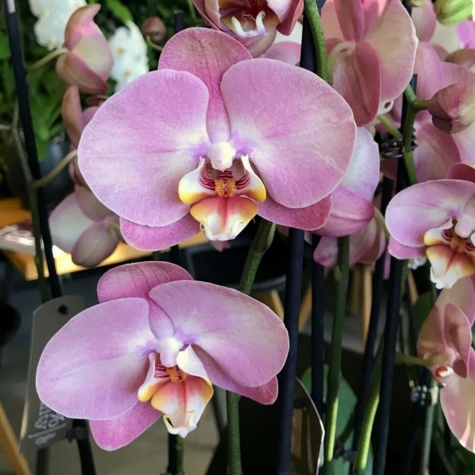 Rotterdam фаленопсис орхидея фото и описание Honey Peach / Pink Astrid (2 цветоноса; Ø 12 см)