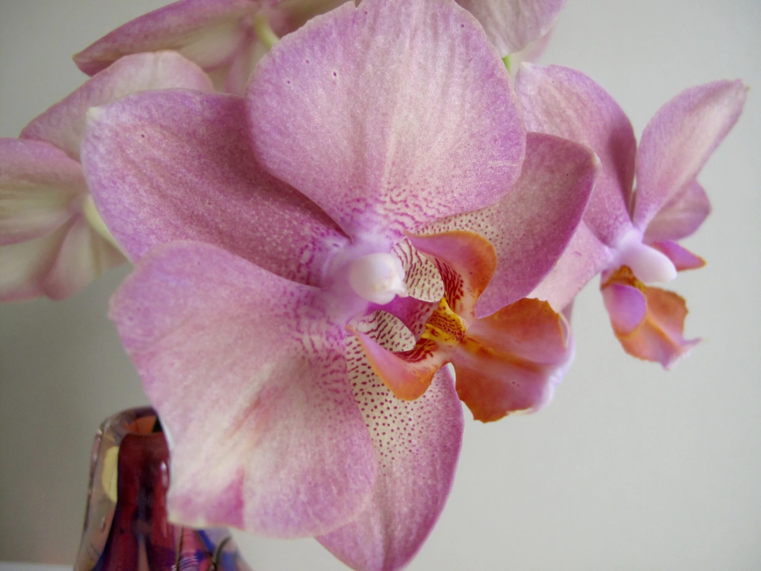 Rotterdam фаленопсис орхидея фото и описание Pink Phalaenopsis Displays Cocoa Overtones pbmGarden