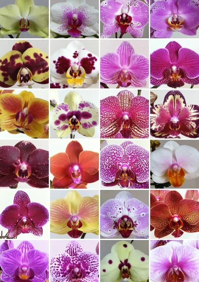 Rotterdam фаленопсис орхидея фото и описание Pin on Green Realms Dendrobium orchids, Phalaenopsis orchid, Orchids