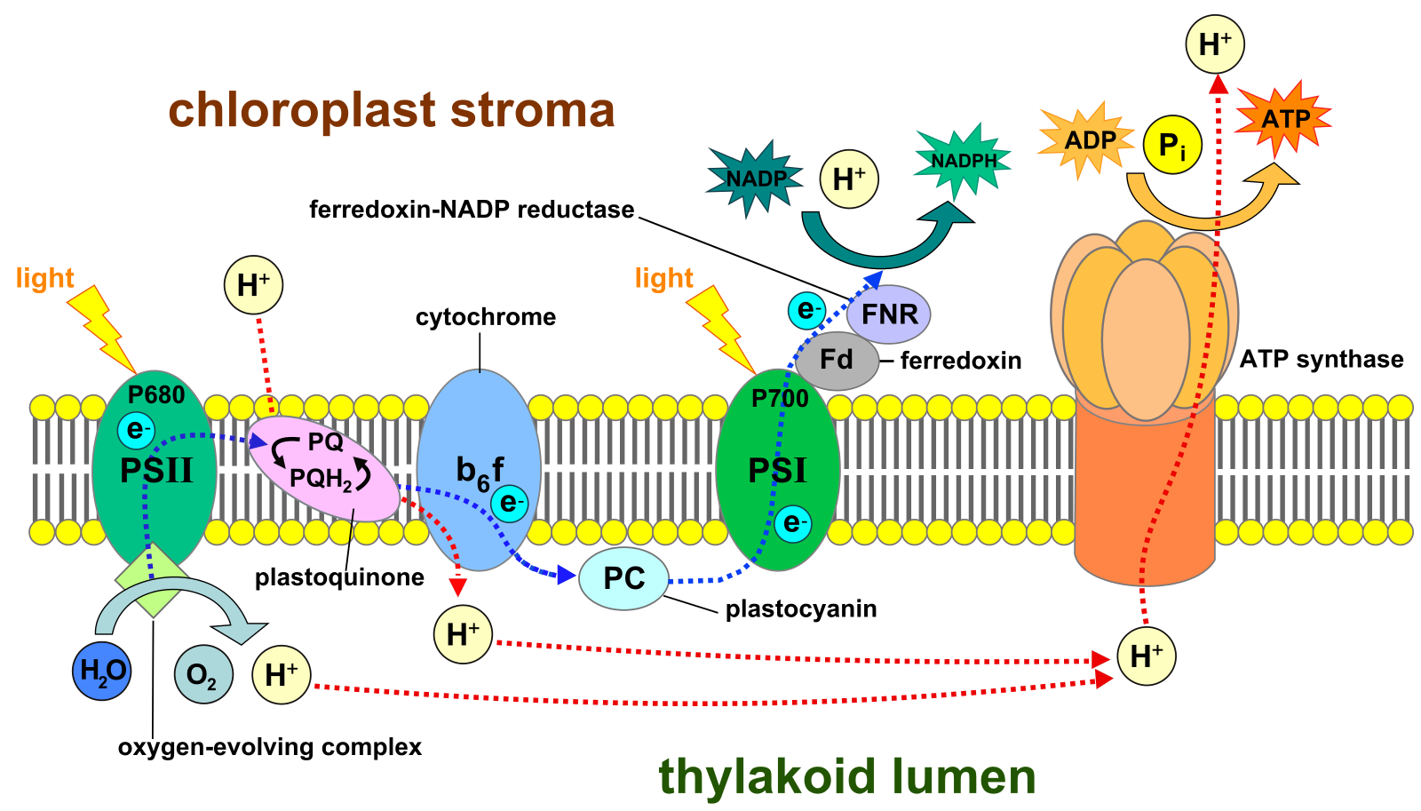 Roxar fsm log фото системы File:Thylakoid membrane 3.svg - Wikipedia