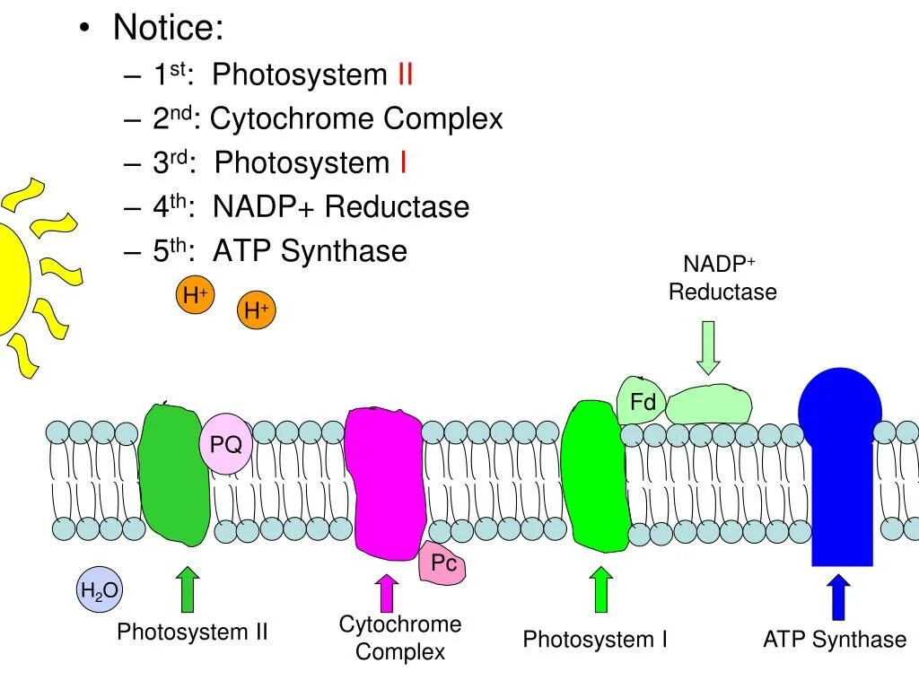 Roxar fsm log фото системы PPT - Photosynthesis PowerPoint Presentation, free download - ID:3209793