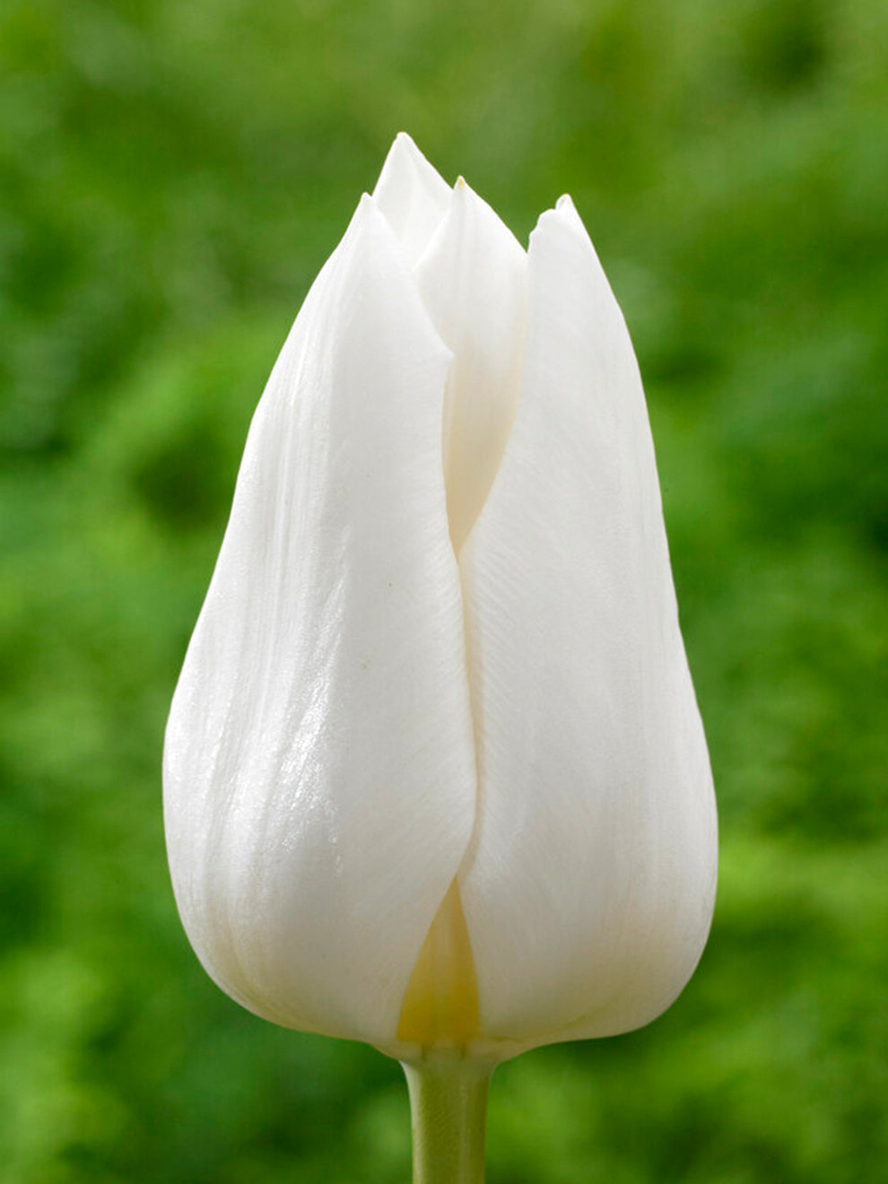 Royal virgin тюльпан фото Tulip Royal Virgin Buy Triumph Tulips DutchGrown ™ UK
