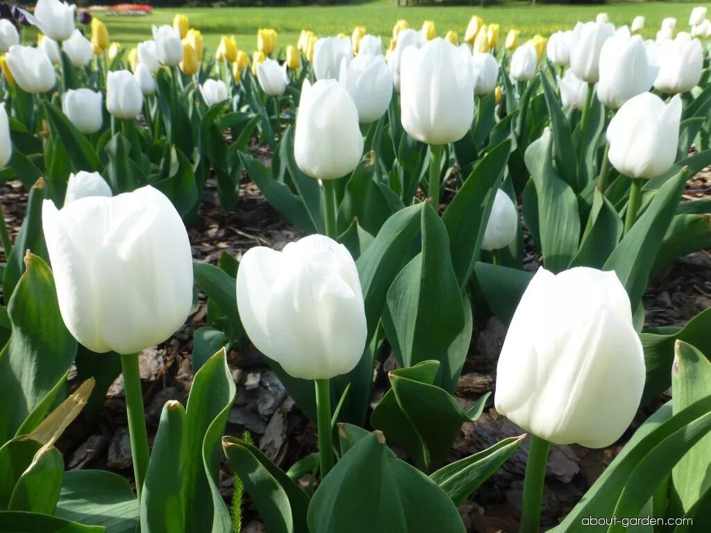 Royal virgin тюльпан фото Photo Tulip Royal Virgin About-garden.com