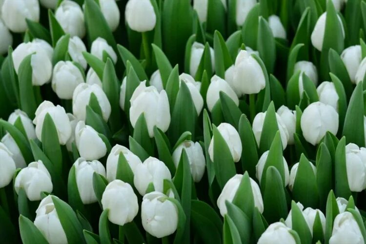 Royal virgin тюльпан фото Тюльпан триумф Роял Вирджин (Tulipa Triumph Royal Virgin) 5 шт/уп - Питомник Лет