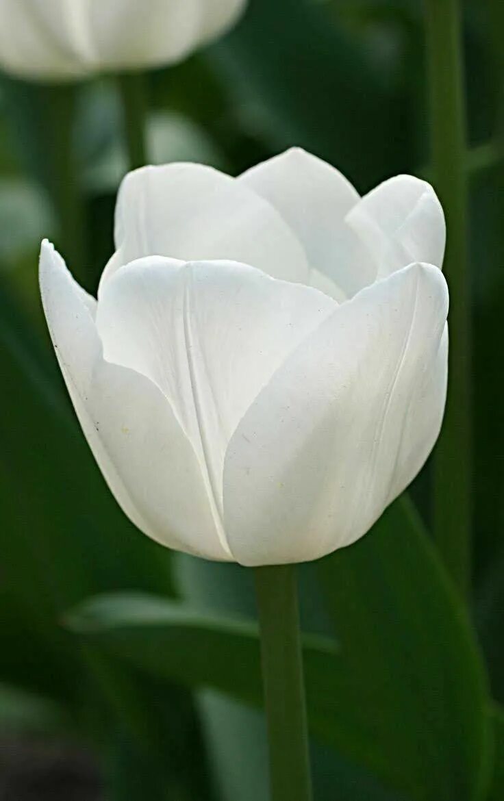 Royal virgin тюльпан фото Pin de Vania Ivanova em tulips Plantae, Tulipas, Flores brancas