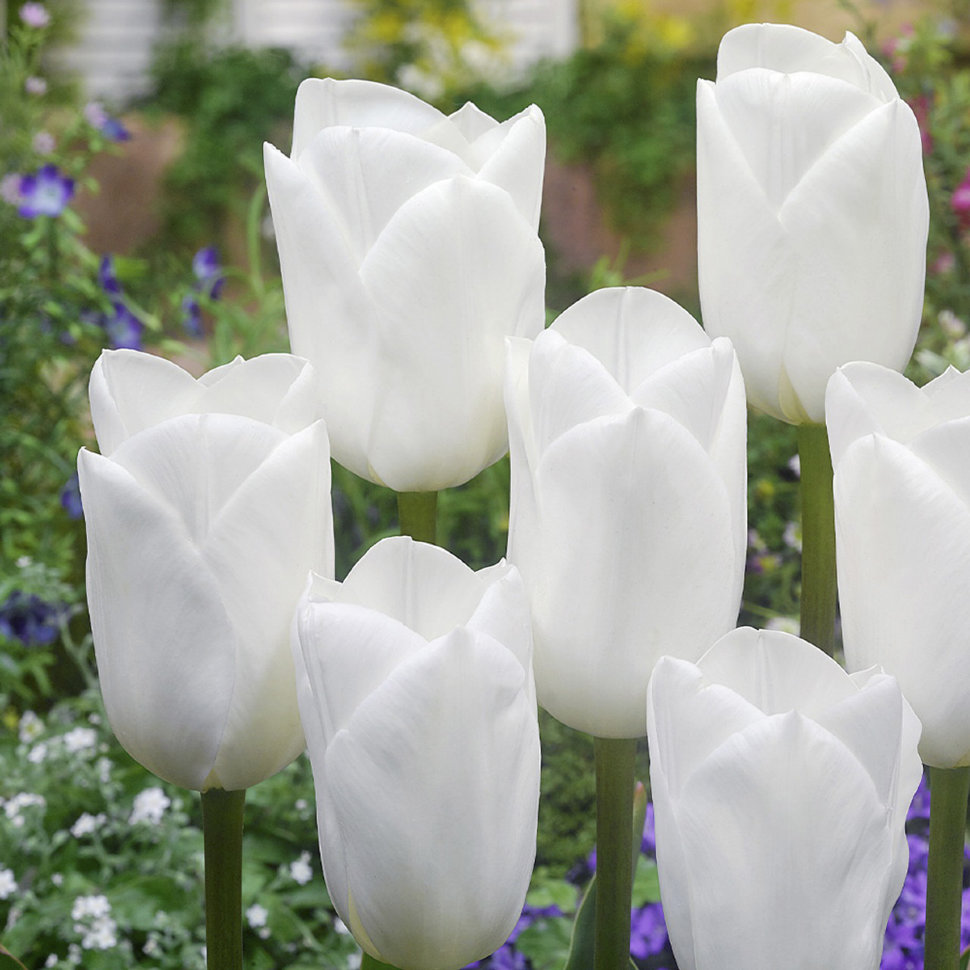 Royal virgin тюльпан фото Купить тюльпан роял вирджин (tulipa royal virgin), 5 шт (разбор 11/12) по цене 3