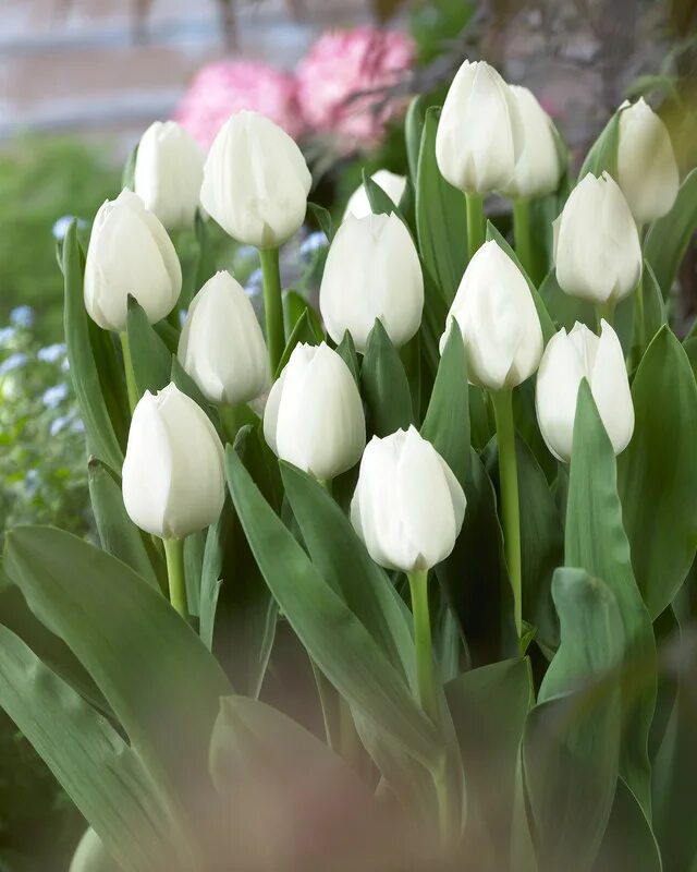Royal virgin тюльпан фото и описание Tulip Royal Virgin - De Vroomen Garden Products Landscape