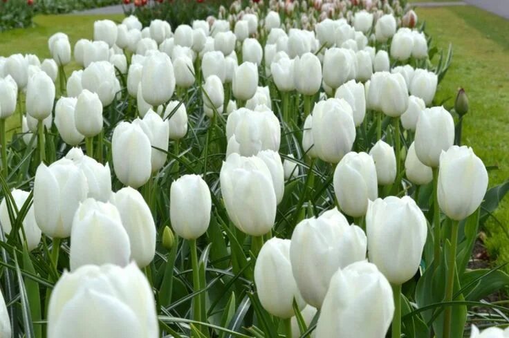 Royal virgin тюльпан фото и описание 10 самых модных белых сортов тюльпанов Blumen blumenstrauß, Tulpen, Tulpenzwiebe