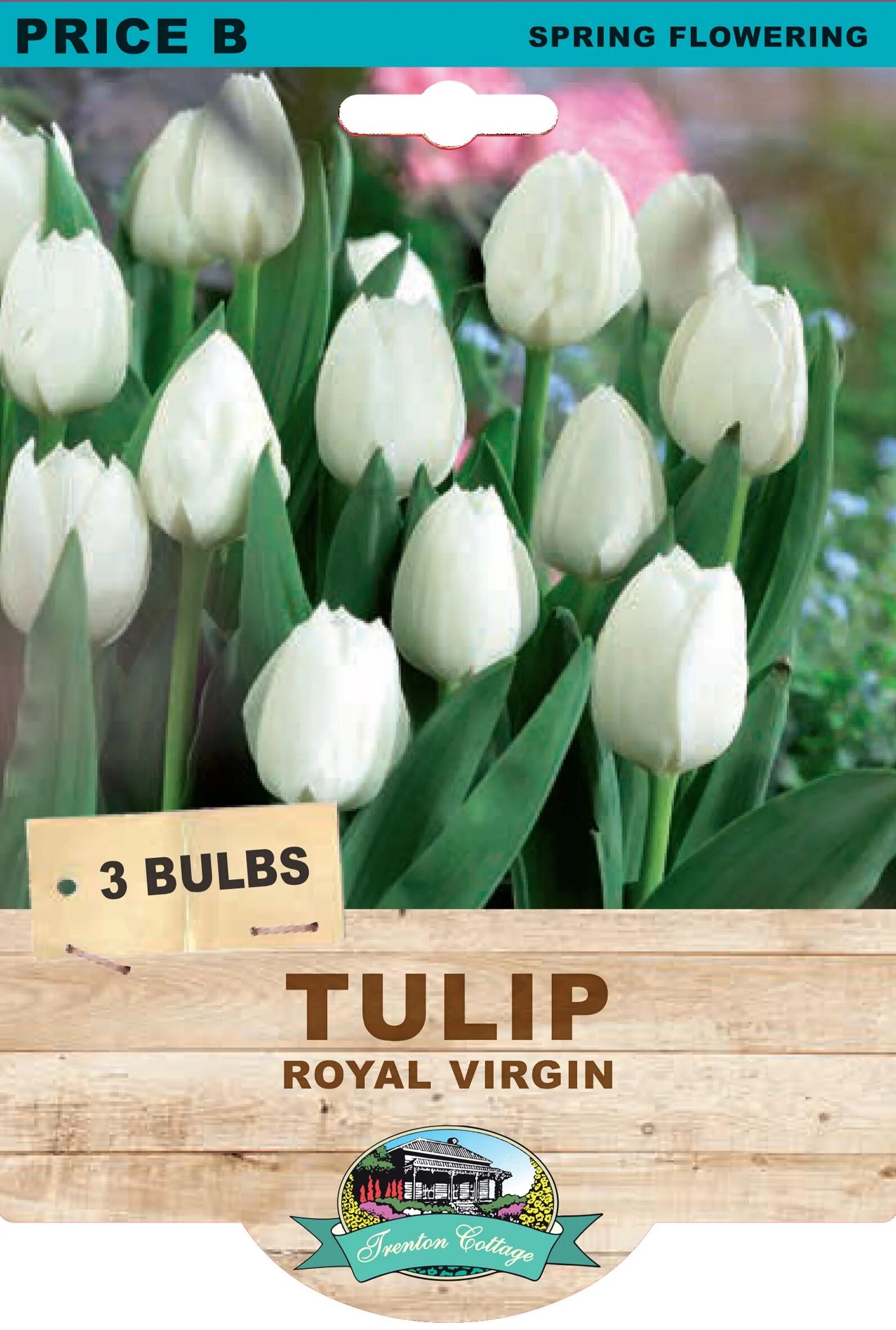 Royal virgin тюльпан фото и описание Tulip 'Royal Virgin' - 3 Pack - Garden World