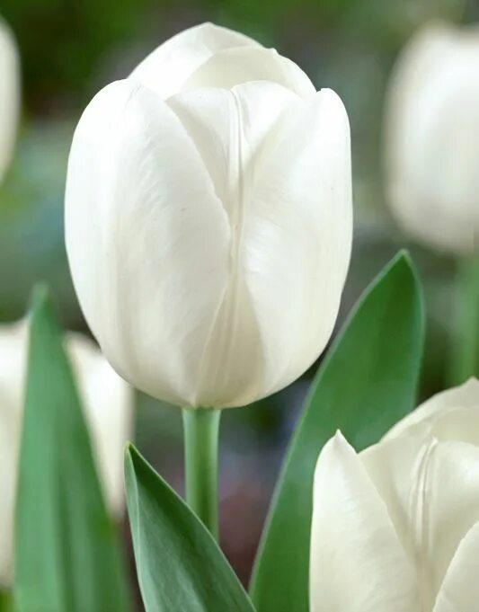 Royal virgin тюльпан фото и описание Pin on tulips White tulips, Tulips, Tulips flowers