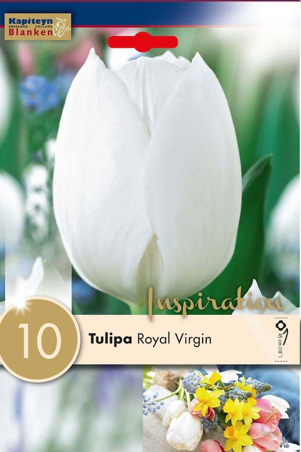 Royal virgin тюльпан фото и описание Тюльпан триумф Ройал Вирджин (Tulipa Triumph Royal Virgin) купить луковицы в Мос