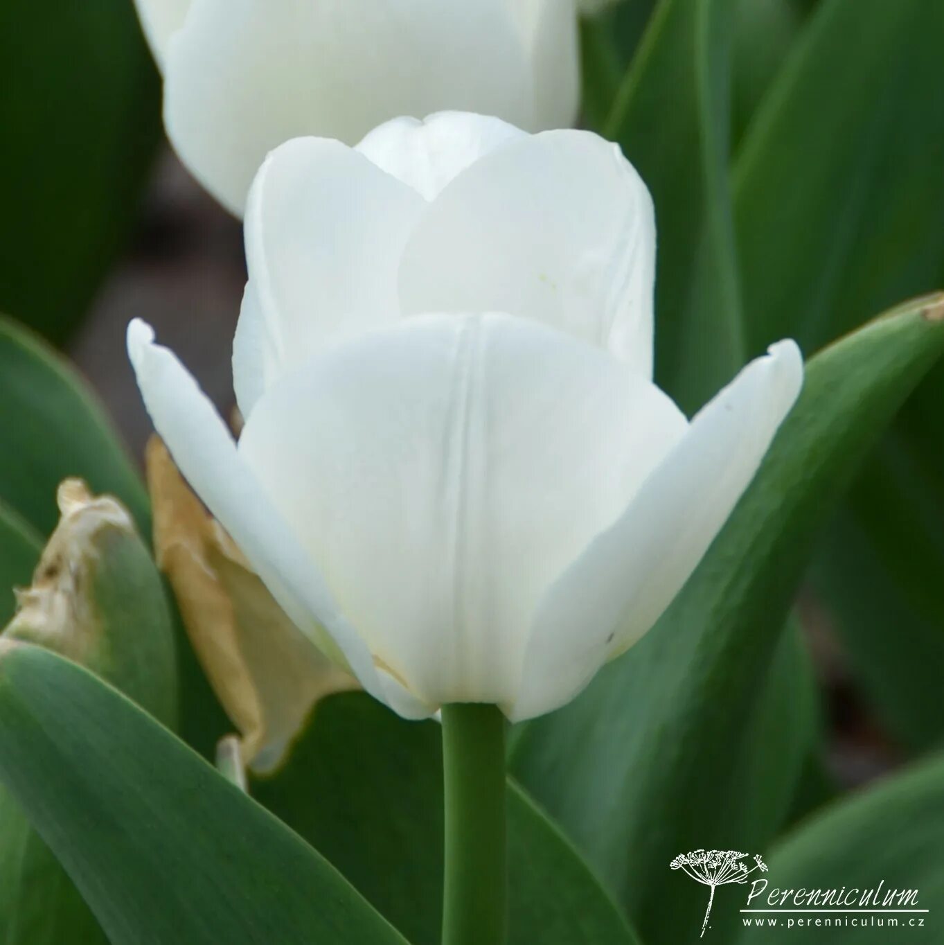 Royal virgin тюльпан фото и описание Tulipa 'Royal Virgin' Perenniculum