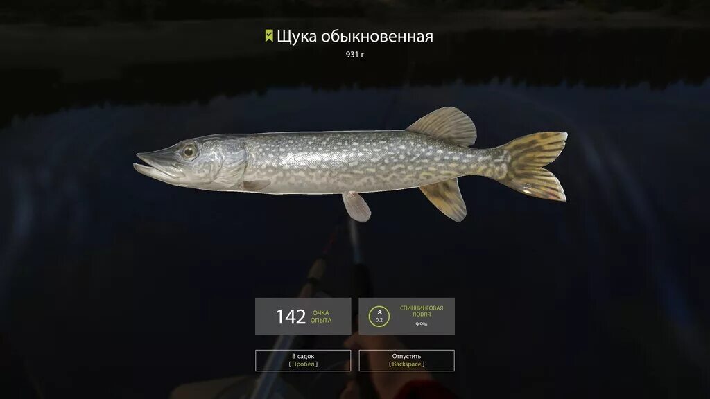 Russian fishing 4 на что ловить Steamin yhteisö :: awsd :: Kuvakaappaukset