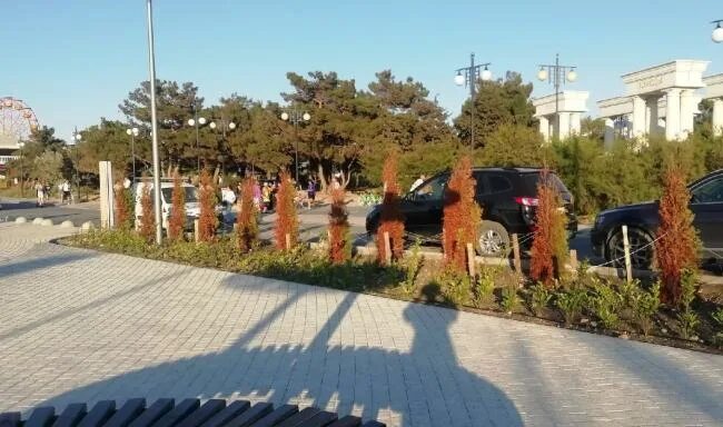 S таврида наб парк победы 27 фото Море выжгло деревья на набережной Парка Победы в Севастополе