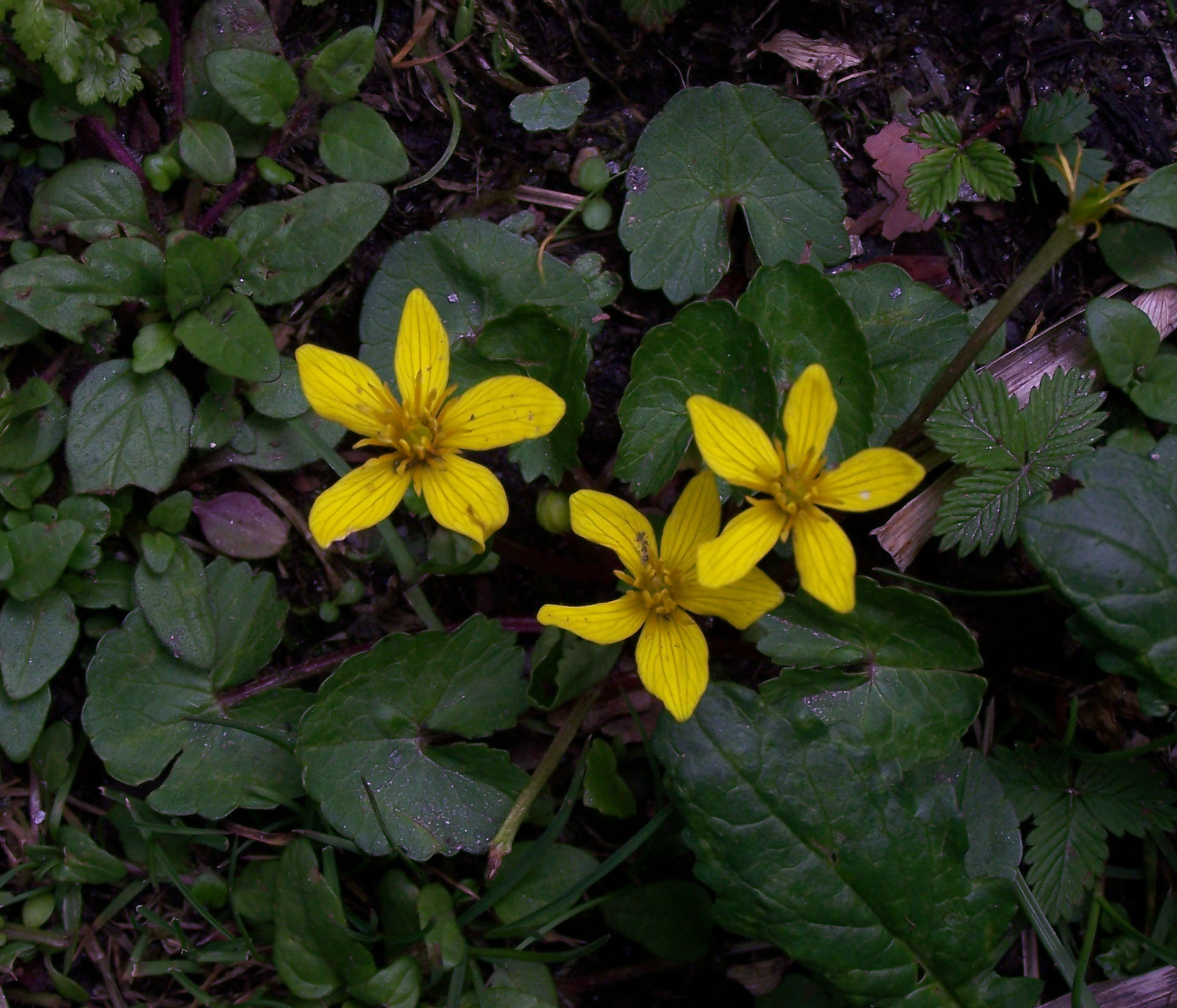 S24 желтый фото File:Whf yellow 24.jpg - Wikimedia Commons