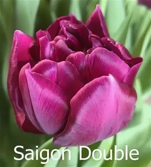 Saigon double тюльпан фото и описание Tulipa - Amsonia