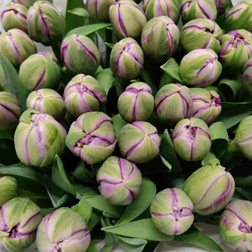 Saigon double тюльпан фото и описание С"РёРѕР"РµС‚РѕРІС"Рµ С‚СЋР"СЊРїР ° РЅС" тюльпан РўР ® Р"Р ¬ РџРђРќ РЎРђР ™ Р"РћР