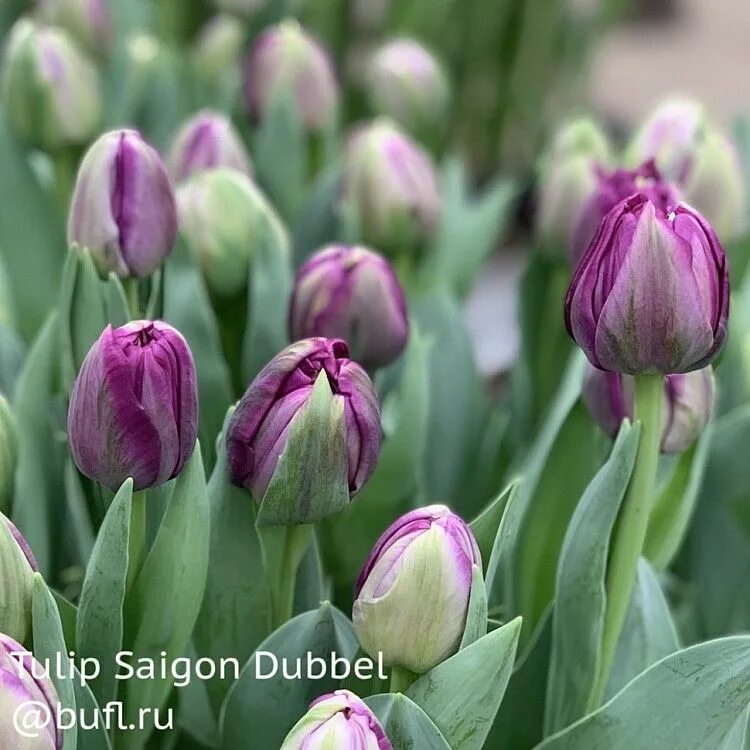 Saigon double тюльпан фото и описание Tulip Saigon Dubbel авторское фото BUFL.RU Луковичные цветы, Тюльпаны, Цветы