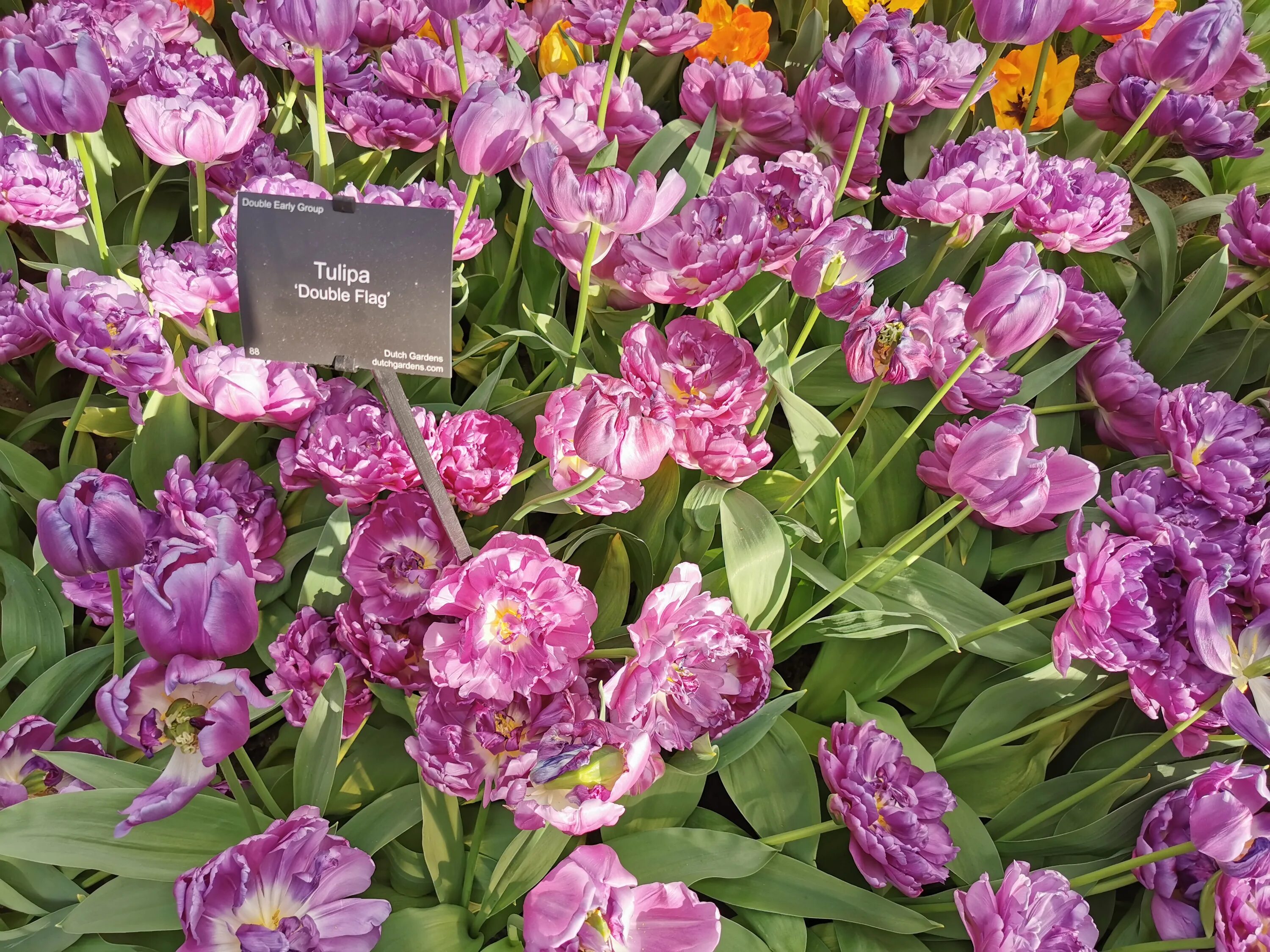 Saigon double тюльпан фото и описание File:Tulip Double Flag.jpg - Wikimedia Commons