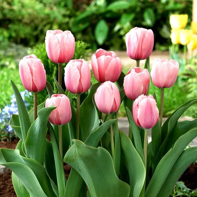Salmon impression тюльпан фото Тюльпан Salmon Impression - 5 шт. - - Garden Seeds Market Бесплатная доставка