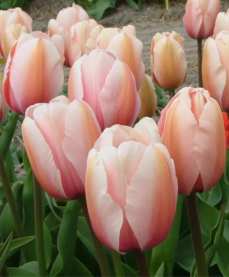 Salmon impression тюльпан фото Tulip Salmon Impression Late April/May, 20" Bulb flowers, Flower farm, Tulips fl