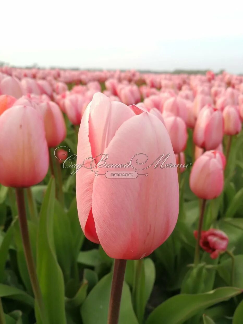 Salmon impression тюльпан фото Тюльпан Салмон Импрешен (Tulipa Salmon Impression) - Тюльпаны Дарвина- Тюльпаны 