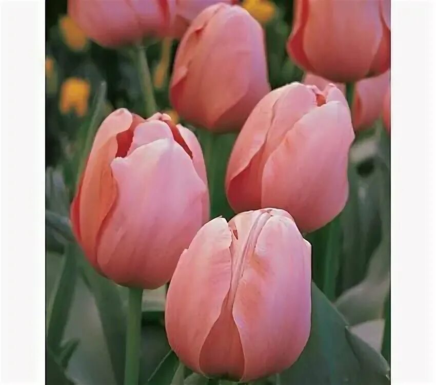 Salmon impression тюльпан фото Tulip 'Salmon Impression' Tulipanes, Artesanal