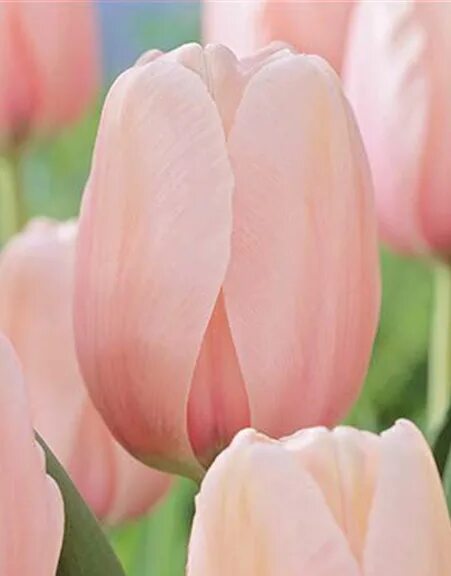 Salmon impression тюльпан фото Tip Top Tulips! - O'Toole's Garden Centers