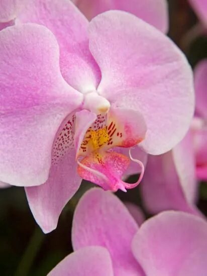 San sebastian орхидея фото San Francisco Conservatory of Flowers. A pink orchid in the Phalaenopsis family'
