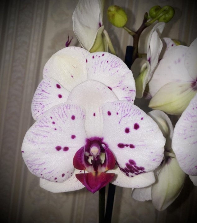 San sebastian орхидея фото Орхидея Сан Себастьян - купить в Москве, цена 1 200 руб., продано 31 января 2021