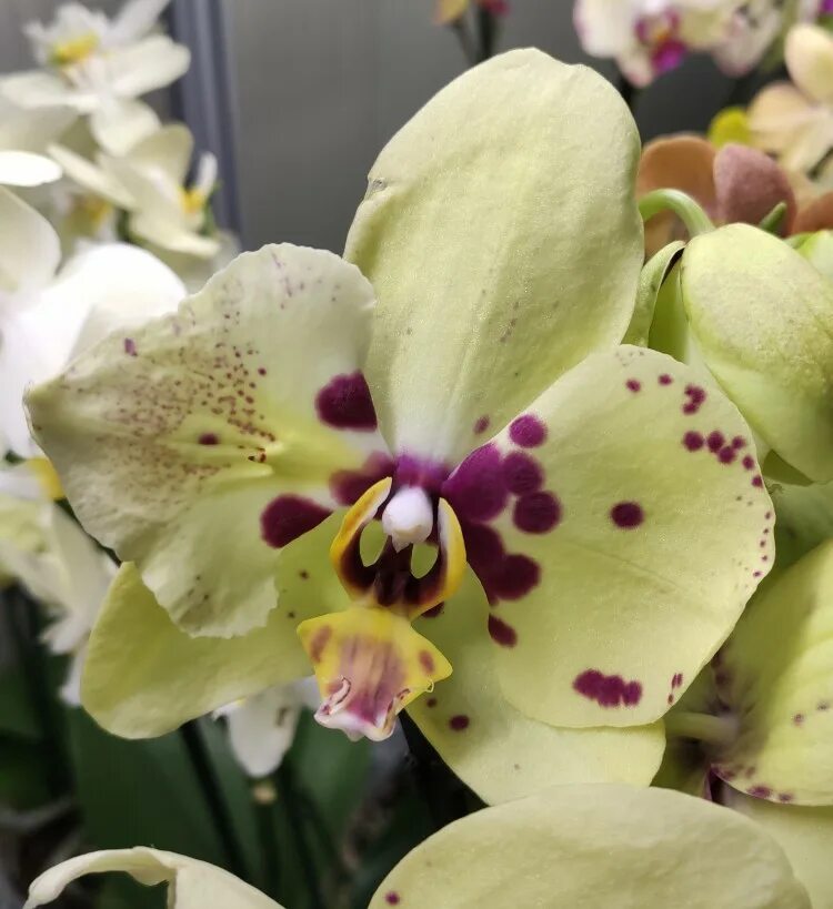 San sebastian орхидея фото Орхидея Phalaenopsis Pescara (отцвел)
