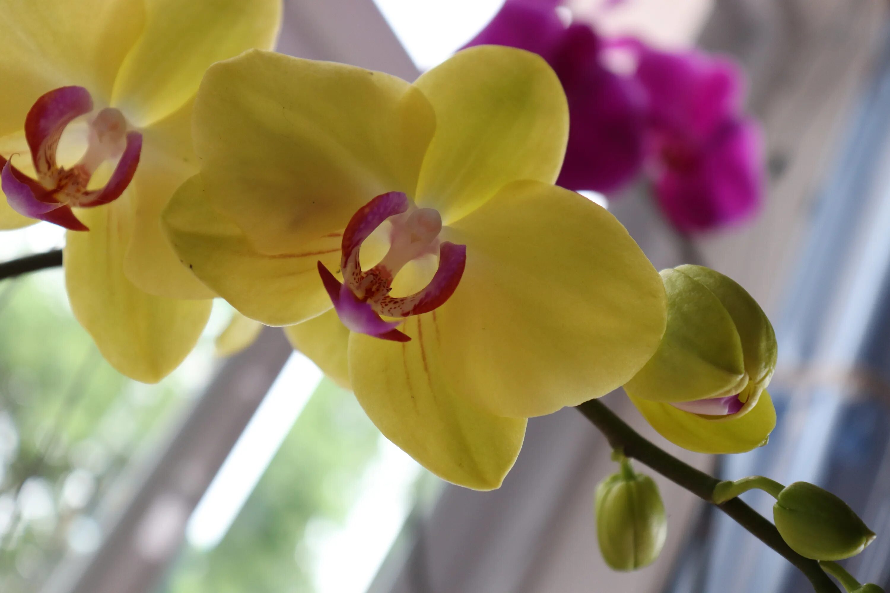 San sebastian орхидея фото Free Images : flower, flowering plant, yellow, flora, moth orchid, petal, spring