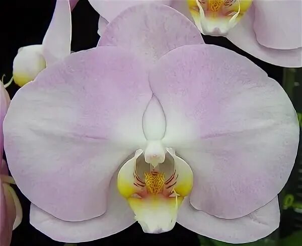 San sebastian орхидея фото Phal. Younghome San Diego "28" - Welcome to Orchid Cultivators