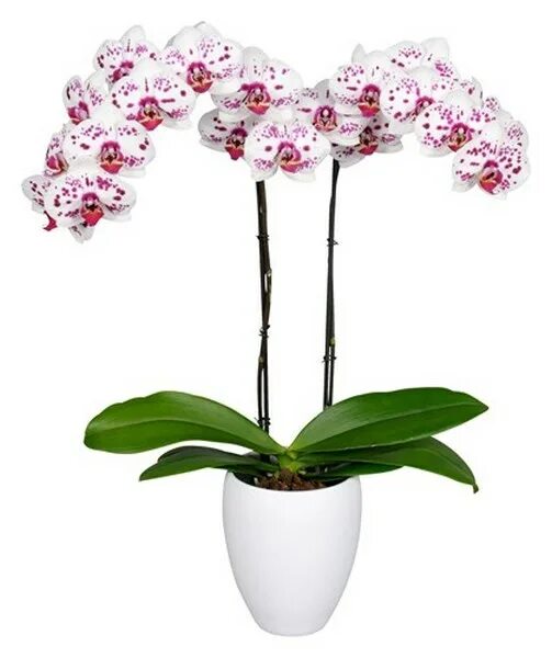 San sebastian орхидея фото Orquidea Grande color Blanco Pink