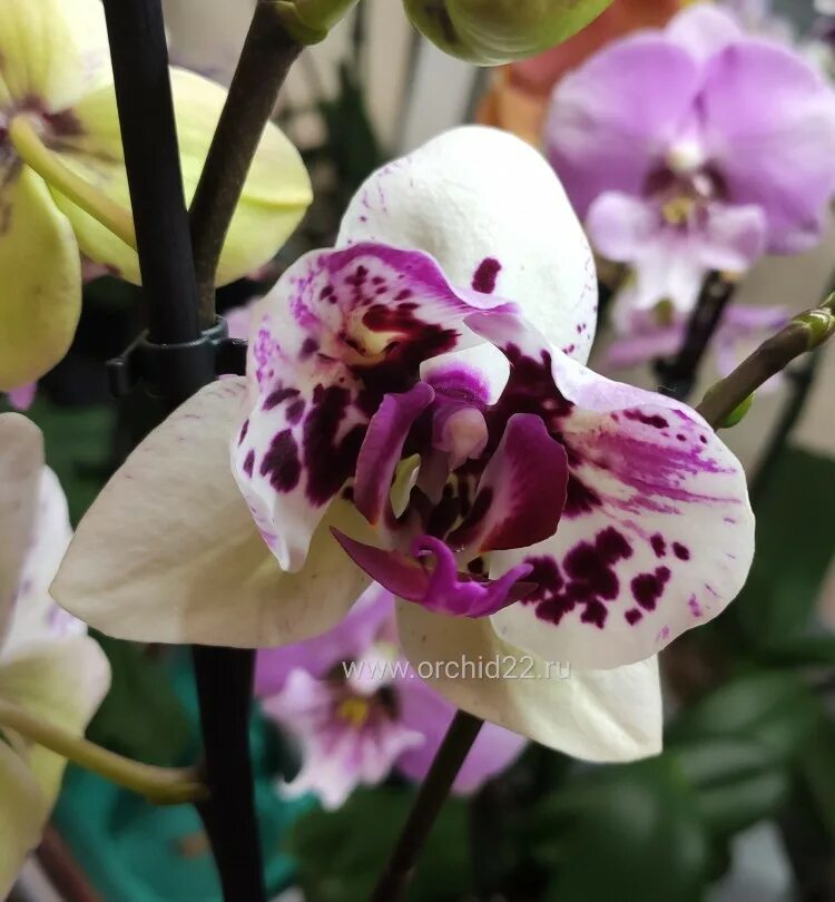 San sebastian орхидея фото Орхидея Phalaenopsis San Sebastian