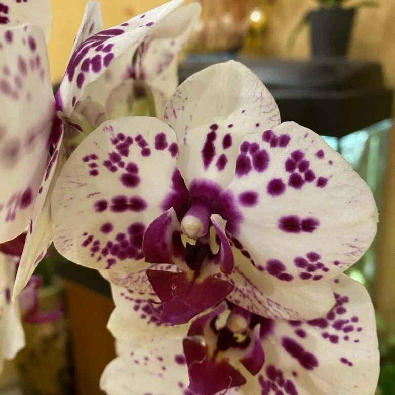 San sebastian орхидея фото Орхидея сан Себастьян - купить в Одинцово, цена 300 руб., продано 16 июня 2020 -