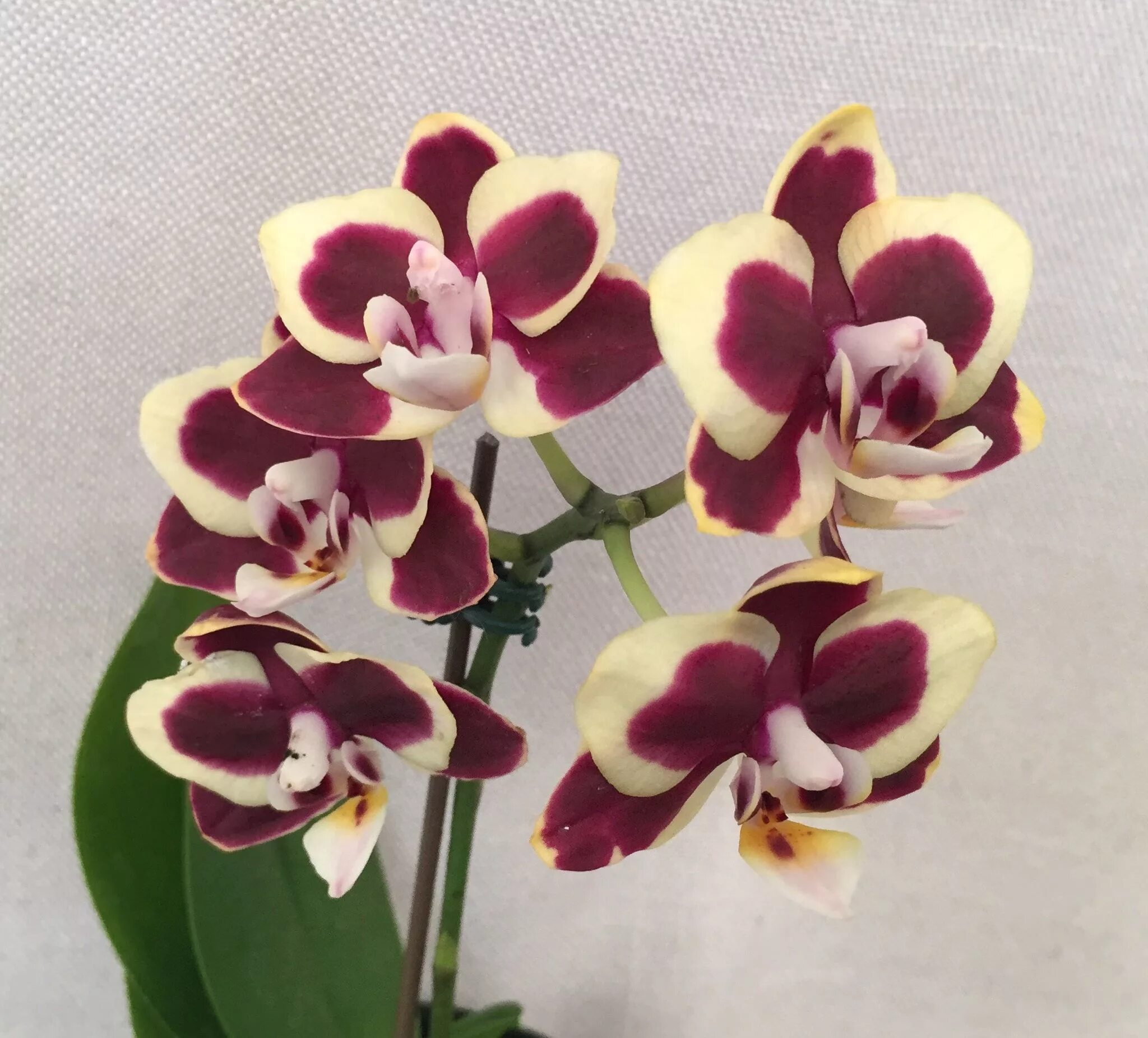 San sebastian орхидея фото Pin on Orchid Flowers 1