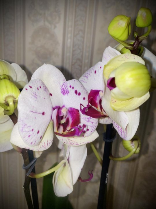 San sebastian орхидея фото Орхидея Сан Себастьян - купить в Москве, цена 1 200 руб., продано 31 января 2021