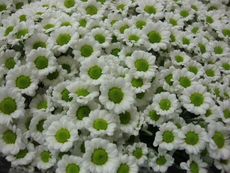 Santini комсомольская ул 8 фото Chrysant. tros Madiba Lindi White