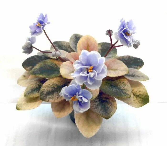 Scales фиалка фото Пин на доске Fp_african violet