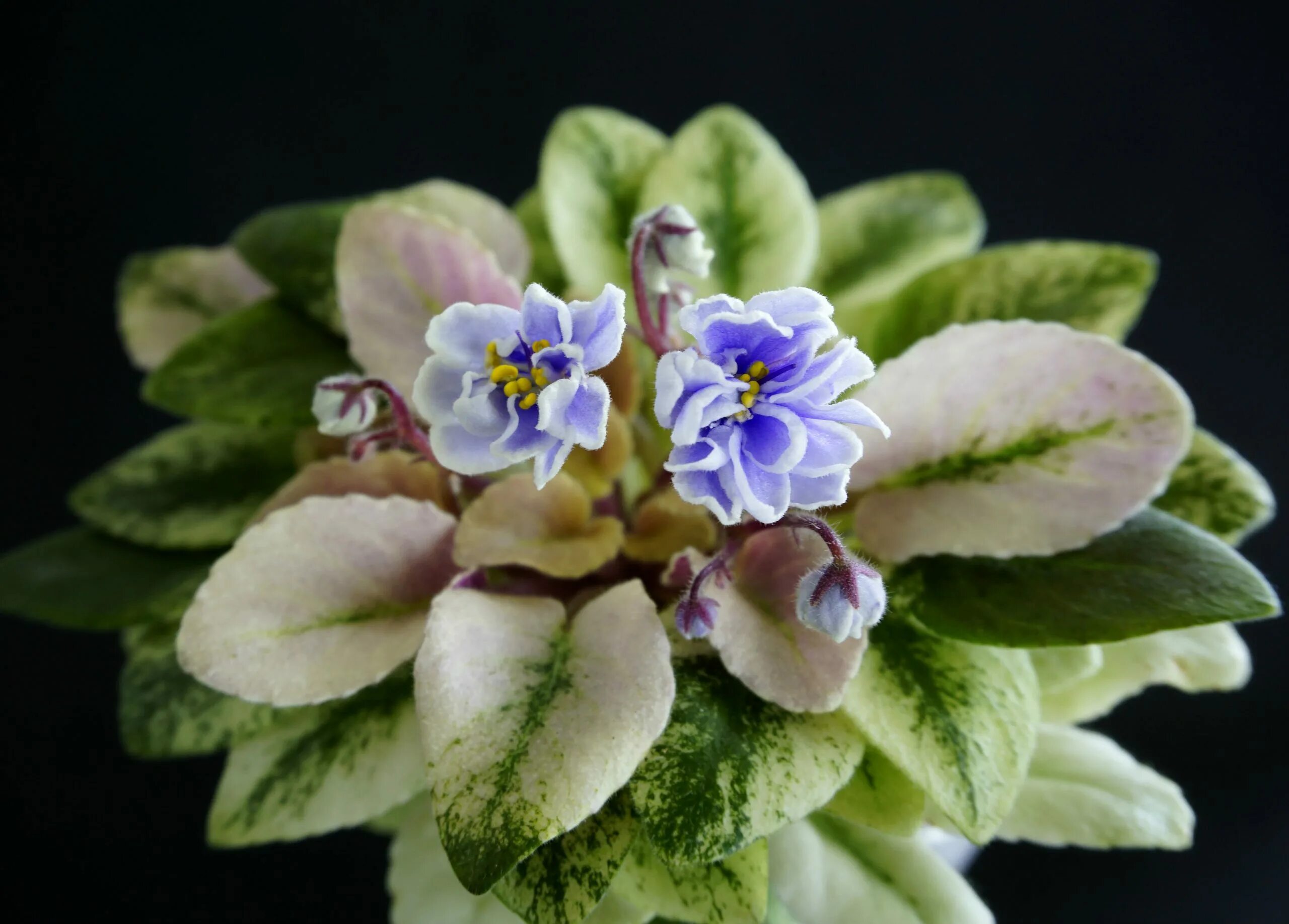 Scales фиалка фото Scales (Е. Лебецкая) - VIOLETVIOL PLANTS COLLECTION