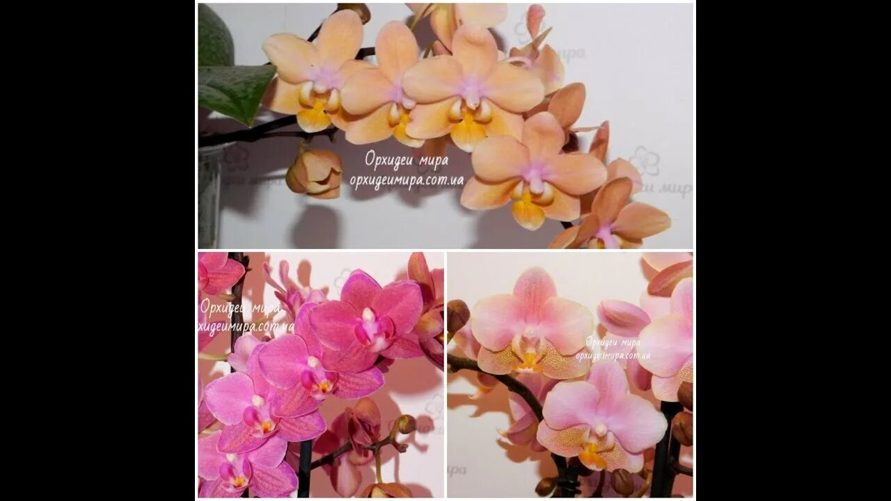 Scention орхидея фото Орхидея фаленопсис Парфюмерная фабрика: Phal.Oriental , Phal. Diffusion и Phal. 