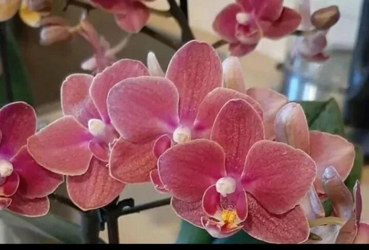 Scention орхидея фото Орхидея Diffusion. ( красная) фабрика. - купить в Комсомольске-на-Амуре, цена 1 