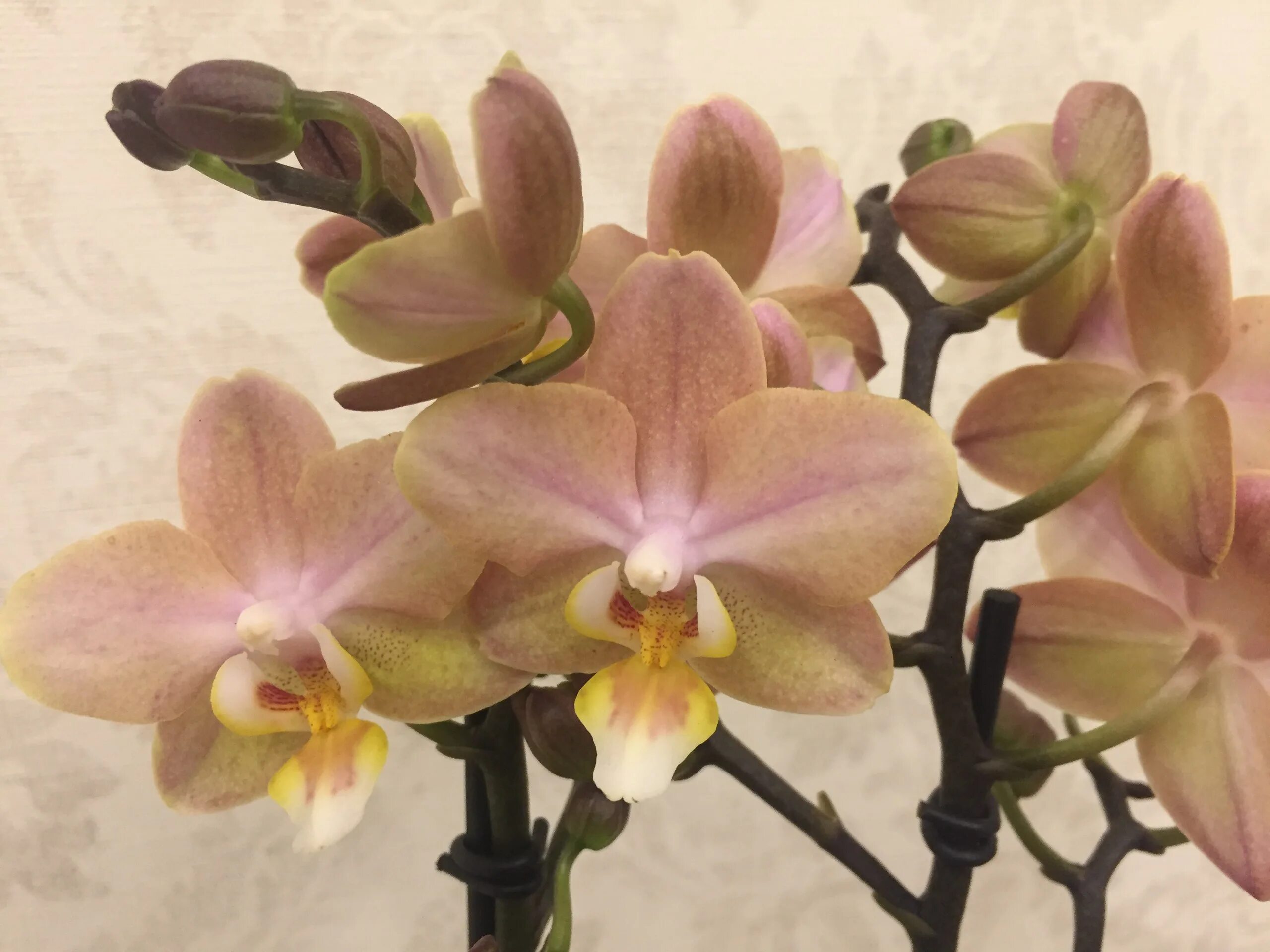 Scention орхидея фото Орхидея парфюмерная фабрика виды и сорта фото Фитостудия-63.ру