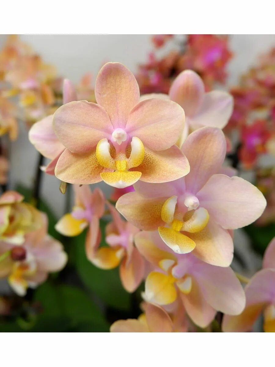 Scention орхидея фото Орхидея Фаленопсис Perfumе Scention multiflora (отцвела) Orchid22 179934923 купи