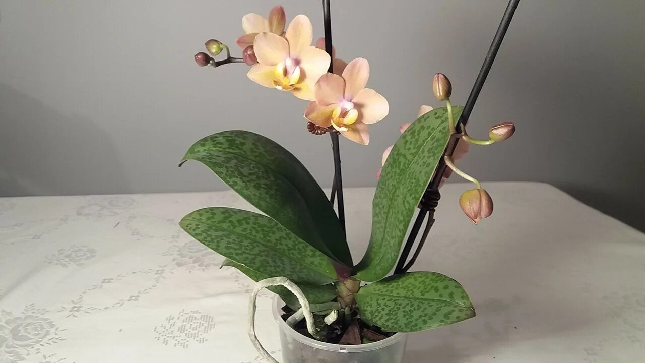 Scention орхидея фото Орхидеи как источник ингредиентов для парфюмерии и косметики. - Квартира / Дом /