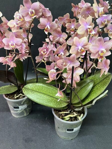 Scention орхидея фото Орхидея Орхидея Phal Summerion НЕ ЦВЕТЕТ, 2,5 Парфюмерная фабрика Ароматная, 9 д