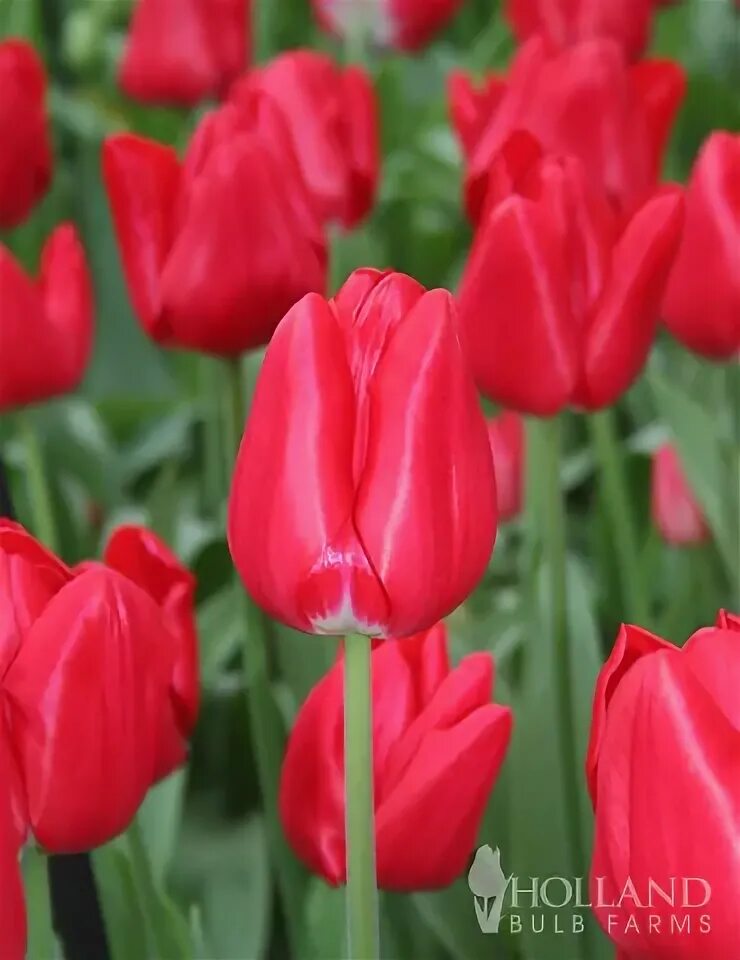 Seadov тюльпан фото Seadov Triumph Tulip Value Bag Holland Bulb Farms 88103